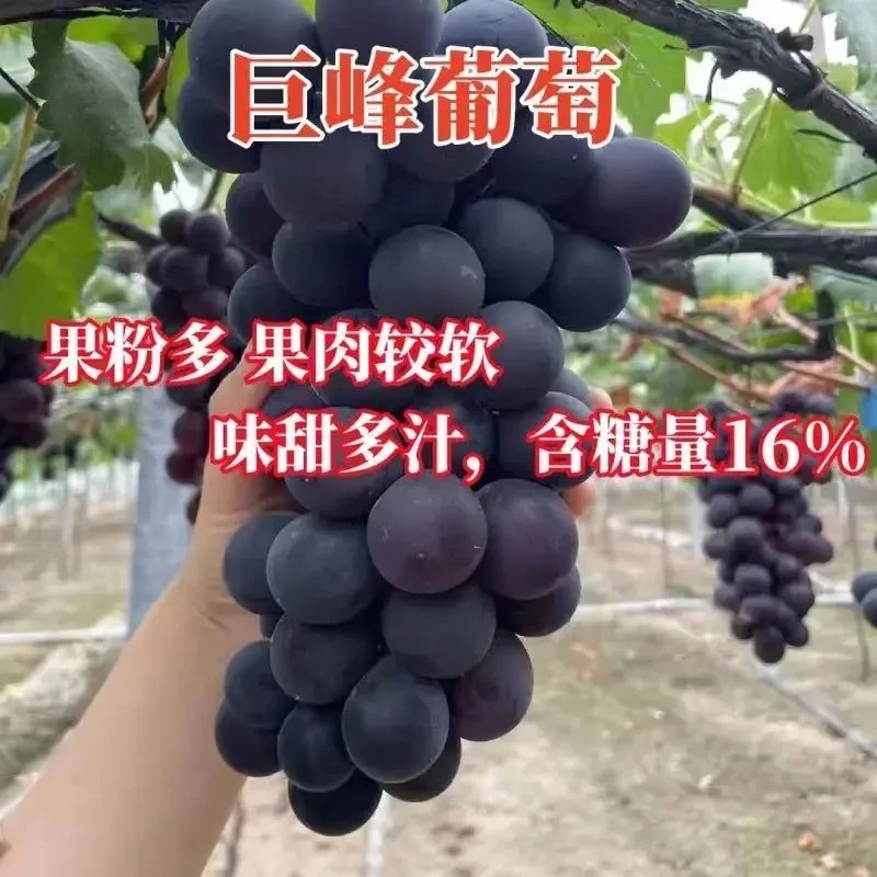 正宗无核巨峰葡萄树苗嫁接巨大果无籽巨峰葡萄苗耐寒南北方种植树