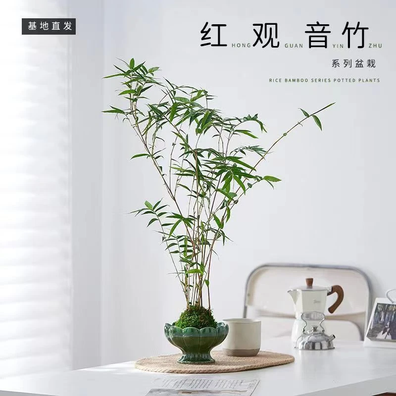（一物一拍) 红竹红观音 苔藓球观叶植物 美观好养护 四季常青