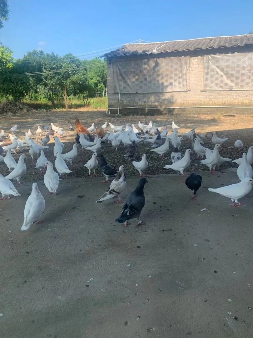 (三年老鸽三只装包邮）农家散养老鸽子单只净重7两以上现杀现发货