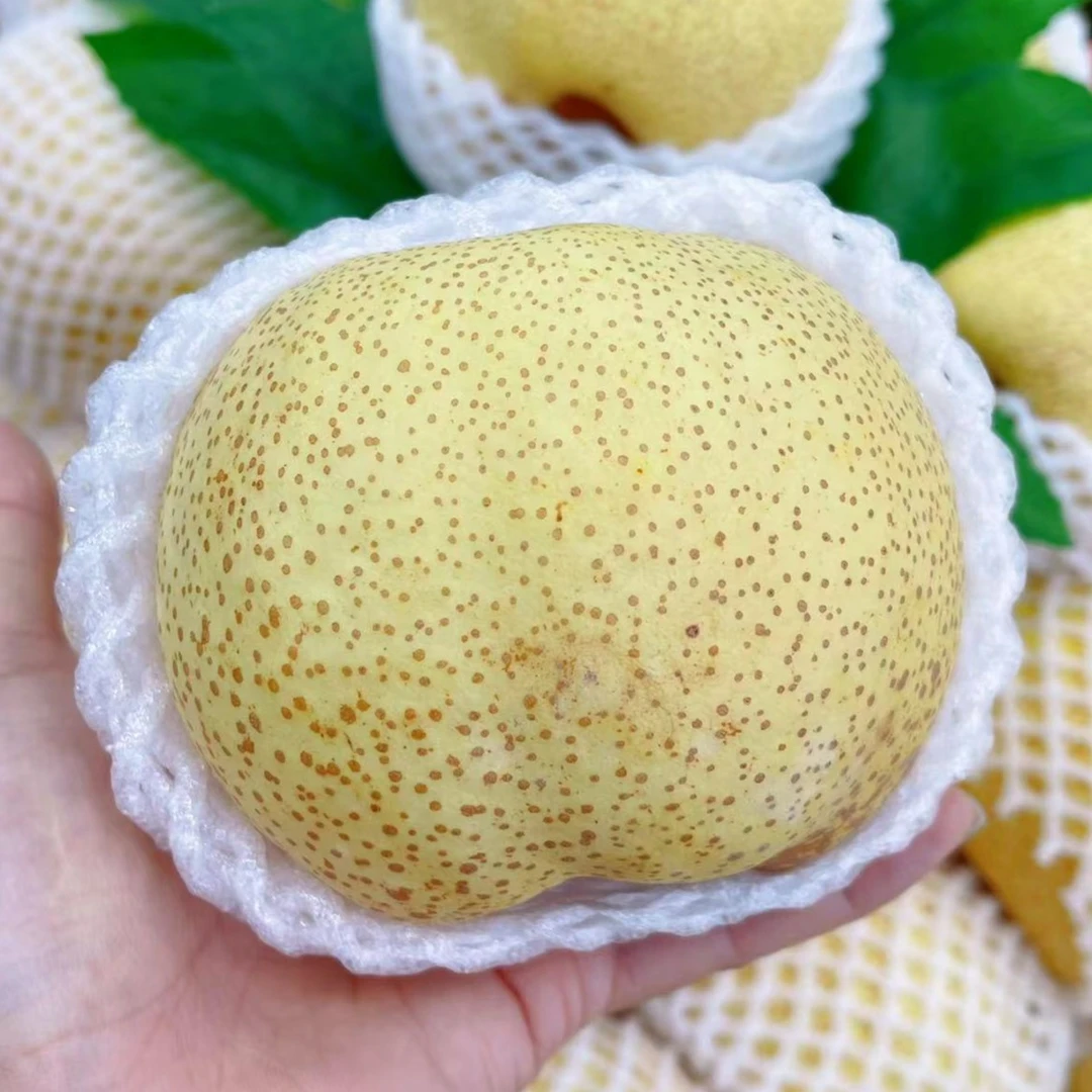 砀山梨2斤