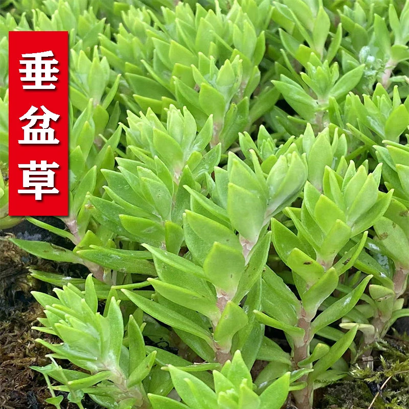 新鲜野菜垂盆草1斤起食用