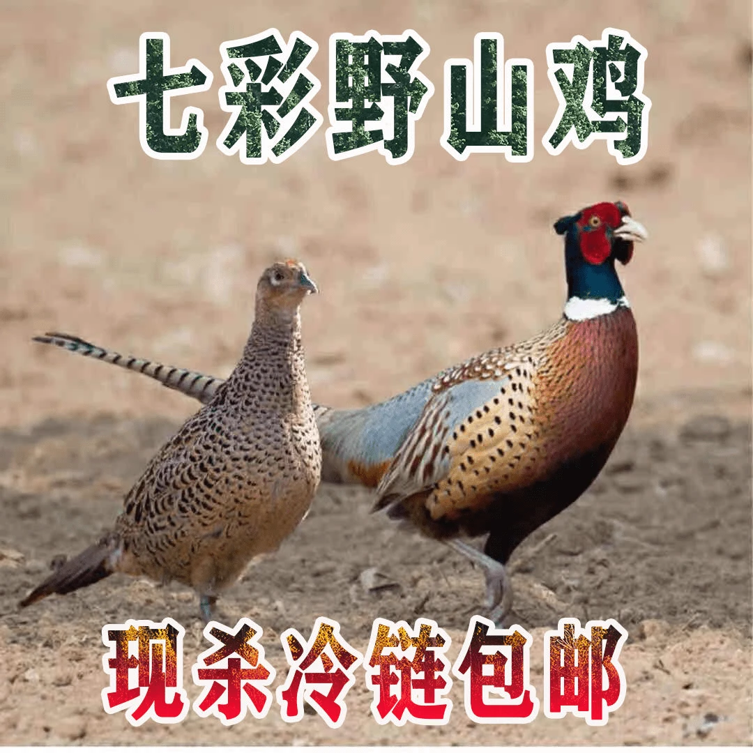 【户外散养1年半以上的】山鸡2只总4-5斤现宰现发 保证新鲜