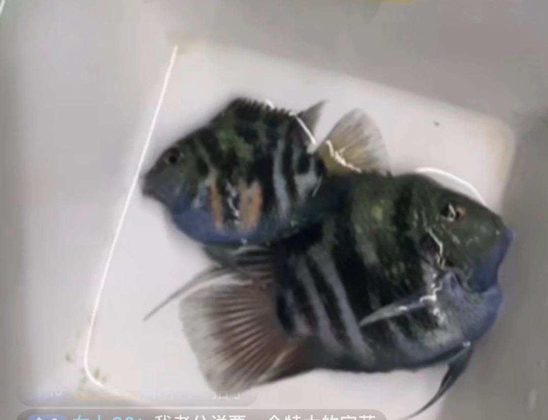 迷你鹦鹉鱼苗，三色混发，不挑公母