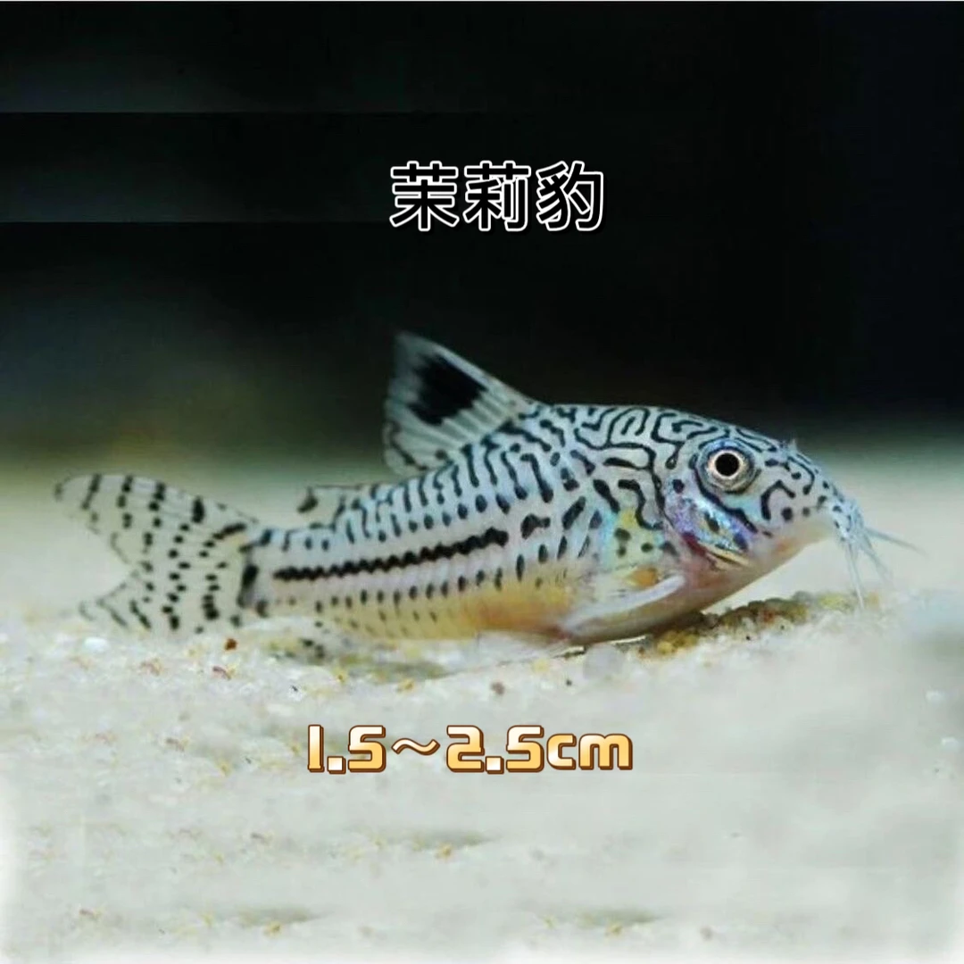 青苔鼠工具鱼除残饵活泼好养