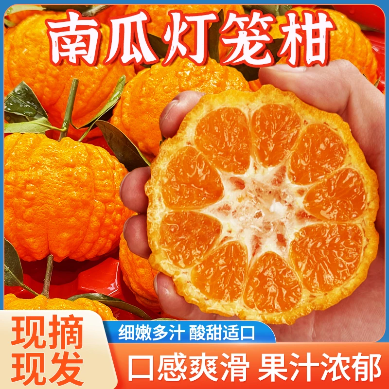 【新店优惠】正宗四川南瓜柑灯笼柑送礼佳品发财柑清甜爆汁现摘