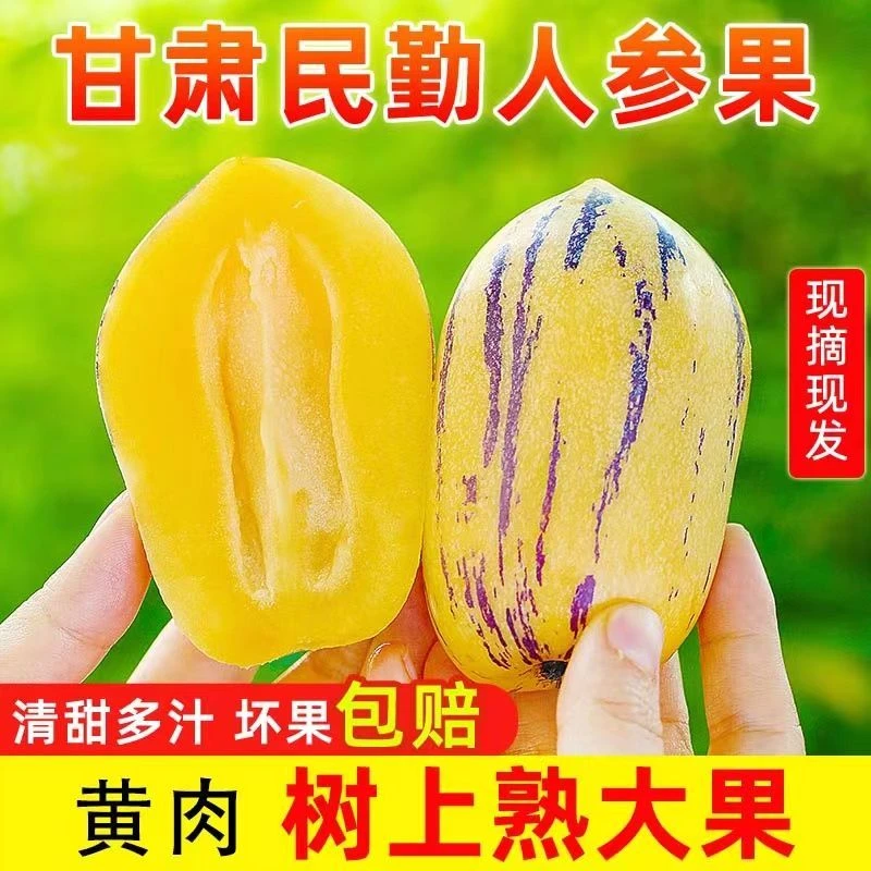 【黄肉熟果】甘肃民勤人参果大果特大人参果黄果1-9斤民勤人参果