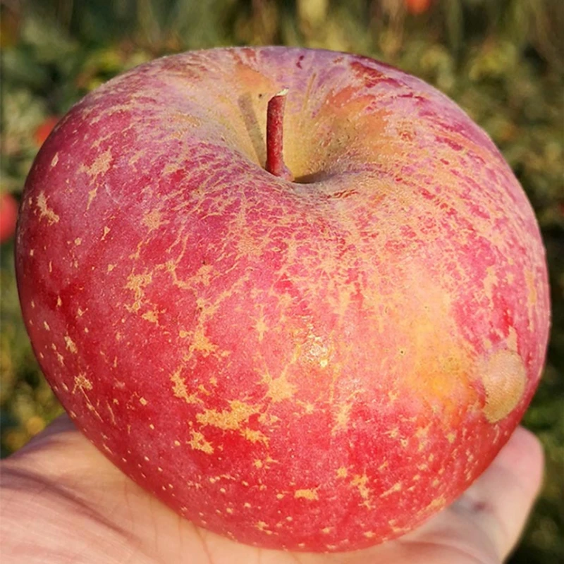 【新店优惠多多】云南昭通丑苹果冰糖心1-9斤新鲜孕妇水果现摘