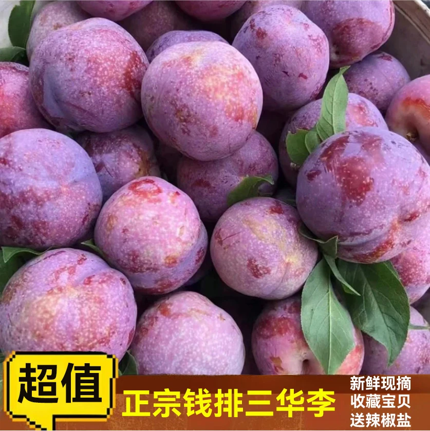 【钱排银妃】三华李新鲜红心李子水果当季李子红心三华李新鲜到家