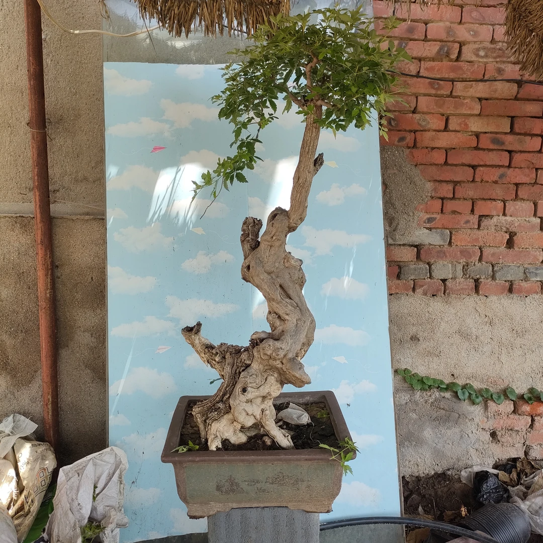 黄荆盆景百看不厌