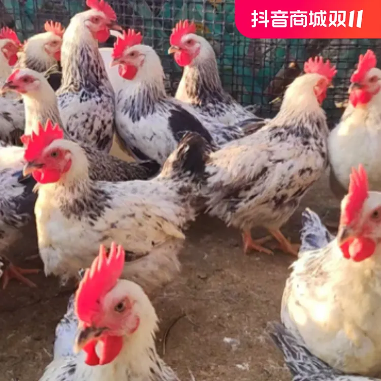 农家芦花鸡肉质鲜嫩营养均重 2 斤左右 3 只包邮到家