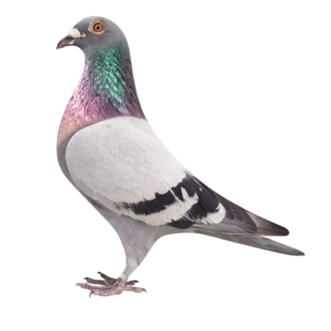 成绩鸽公棚血统鸽比利时圆环詹森高级种鸽信鸽大鼻子便宜