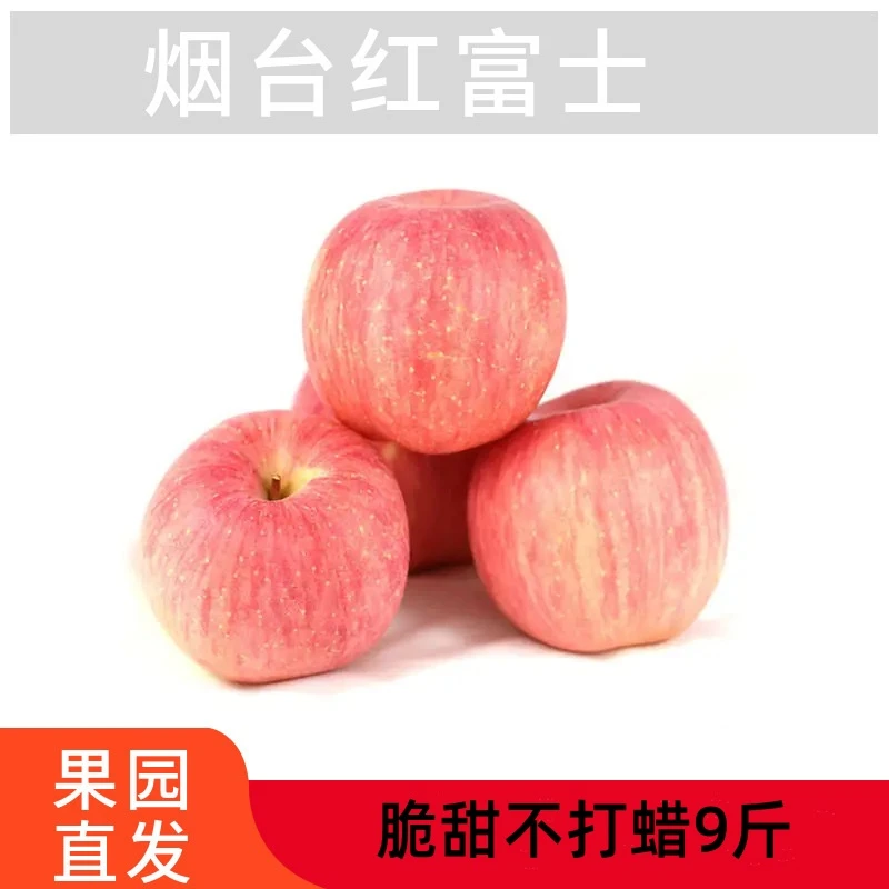 山东烟台红富士苹果新鲜当季3斤9斤脆甜爆汁时令烟台苹果一件包邮
