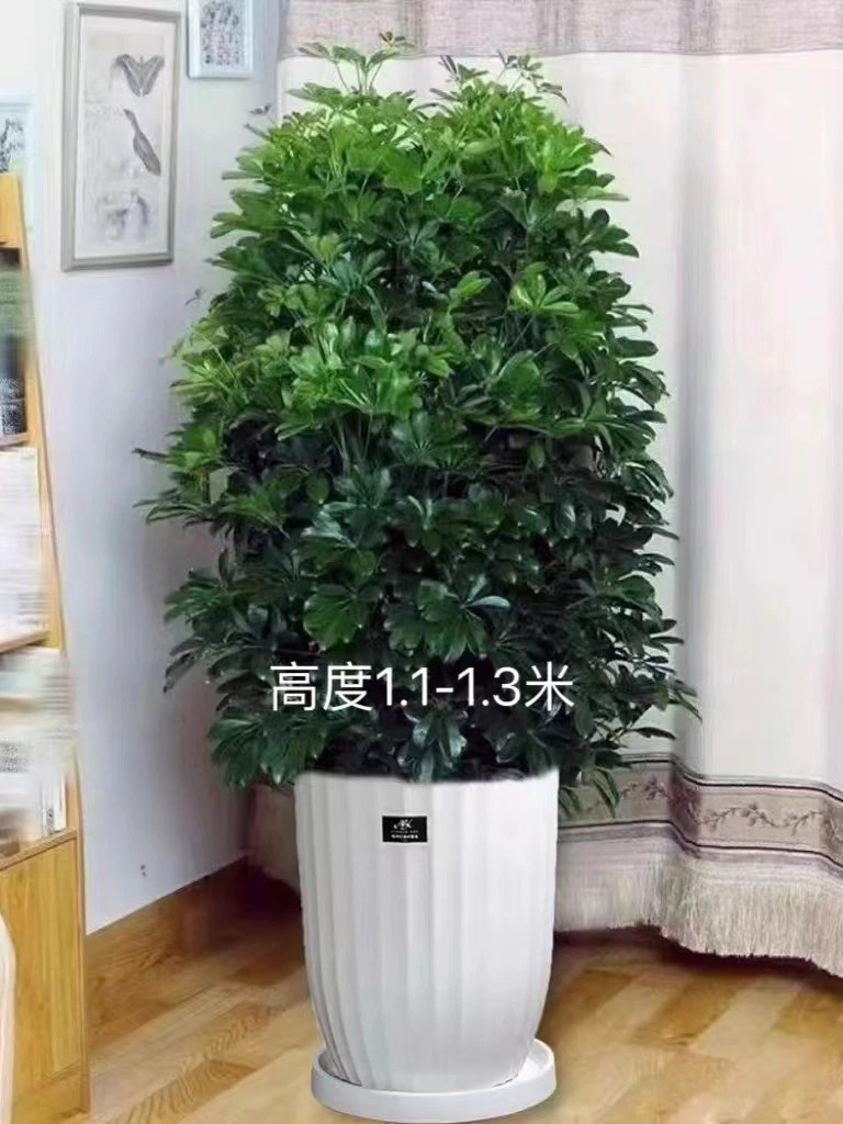 水培又叫七叶莲四季常绿净化空气美化环境好种好养适合新手小白