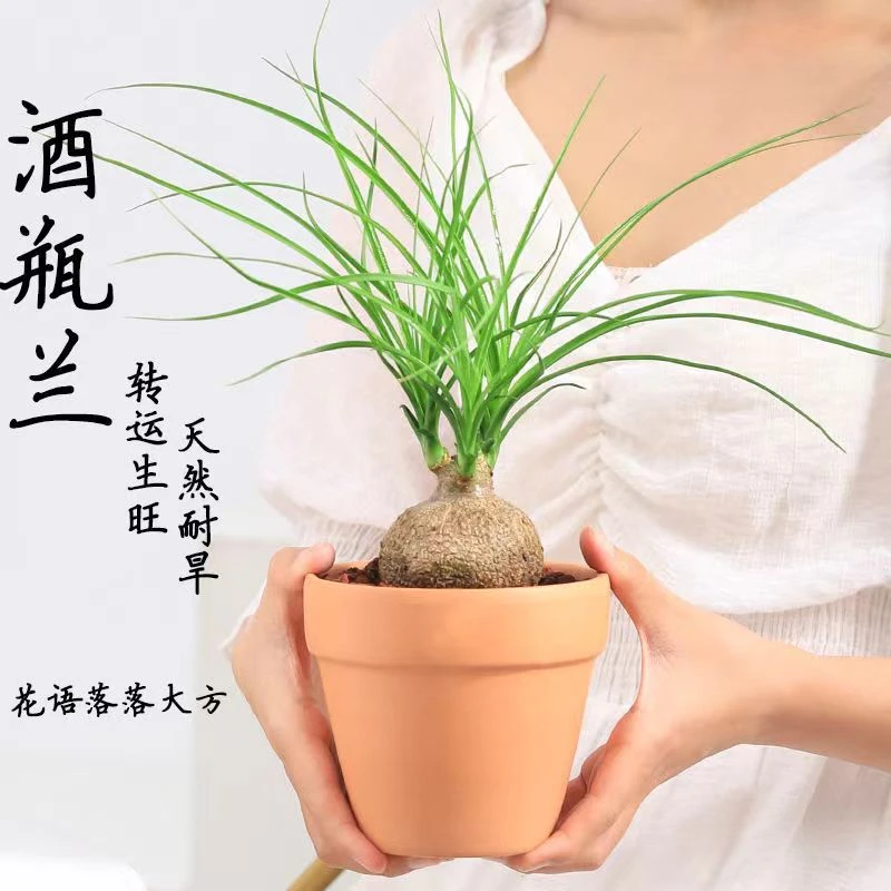 酒瓶兰盆栽大颗老桩办公桌网红懒人绿植室内盆栽花卉耐旱小植物