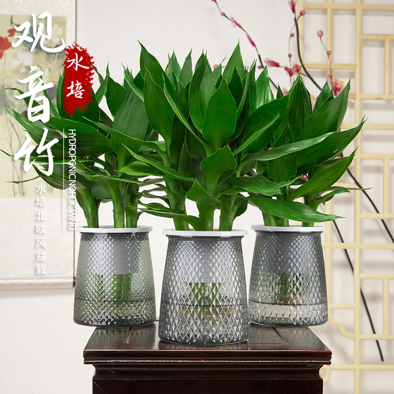 观音竹带根富贵竹水培花卉植物盆栽室内客厅转运竹水养绿植节节高