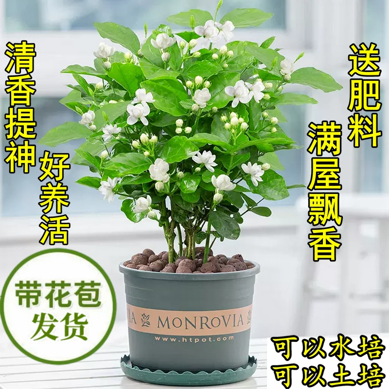 茉莉花盆栽四季开花特级浓香型茉莉花带花苞花卉植物室内外花好养