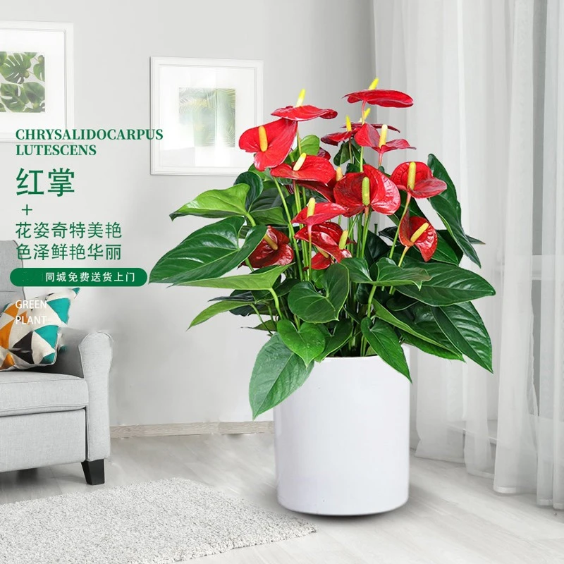 红掌盆栽一帆顺风客厅水培花卉植物大苗办公室内鸿运当头白掌绿植