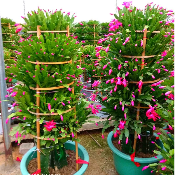 蟹爪兰嫁接三棱柱嫁接二层蟹爪兰花开重瓣精品一级原盆原土发货