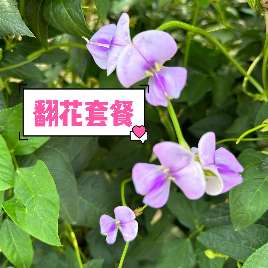 豆角翻花套餐（含微量元素水溶肥）翻花快，补充营养