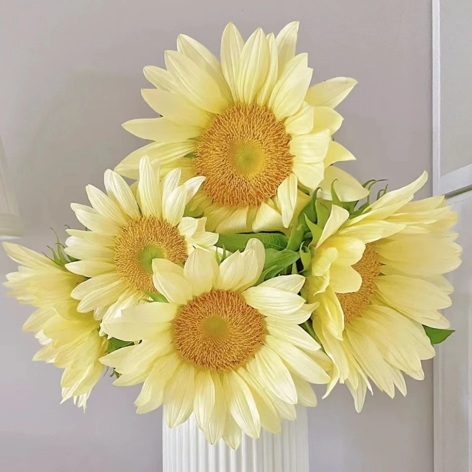 【花田优选】A级奶油向日葵5支新鲜鲜花花材水养云南基地直发包邮