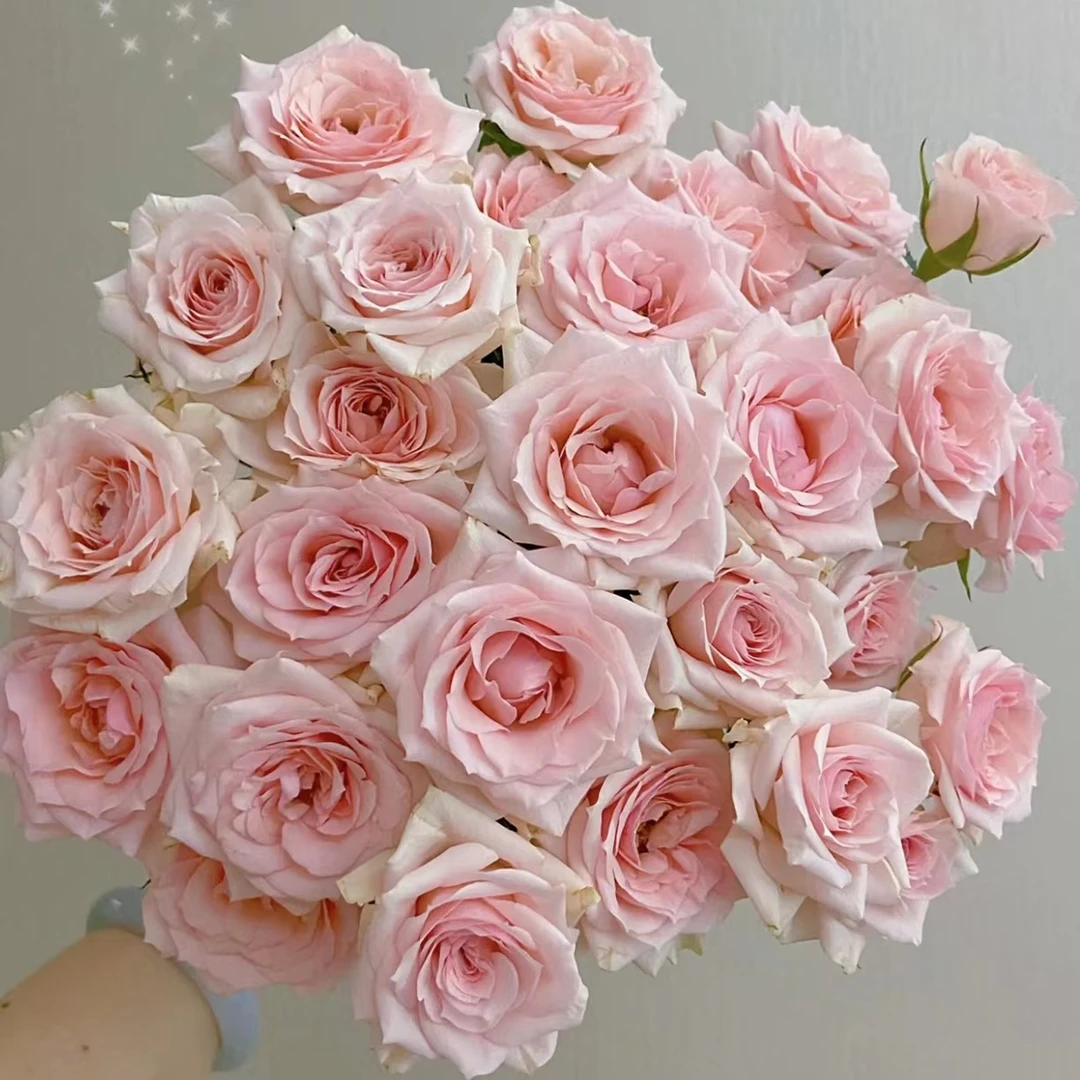 星悦宝贝泡泡10支【全店任意满2件发顺丰京东】云南直发鲜花鲜切花