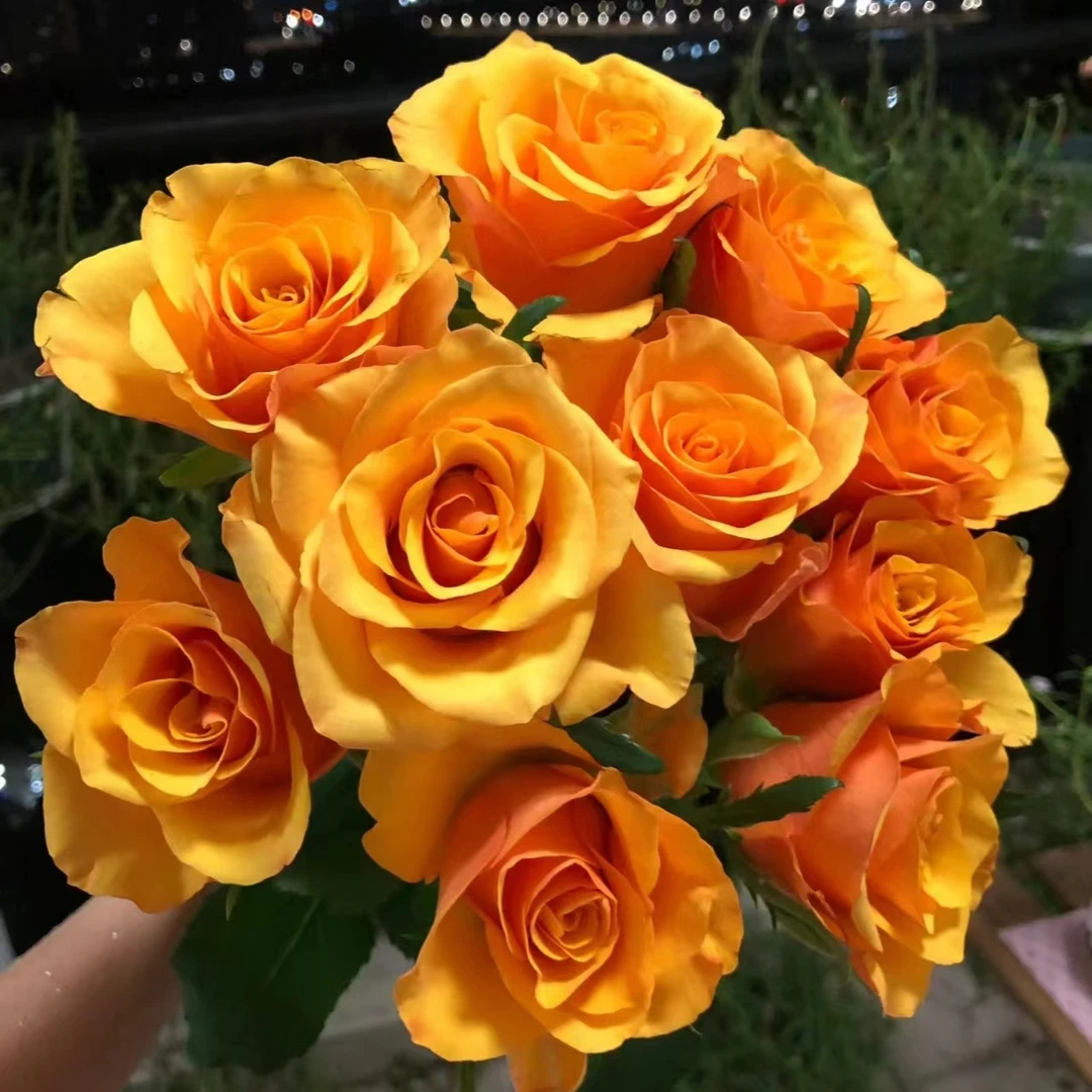 亿亩花田 A级辉煌玫瑰 鲜花 新鲜鲜切花  云南基地直发顺丰包邮