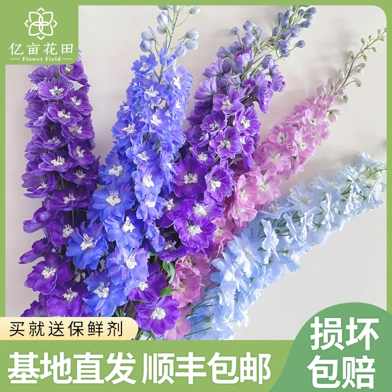 【浪漫七夕礼】大飞燕家庭水养瓶插新鲜鲜花鲜切花云南基地直发顺丰