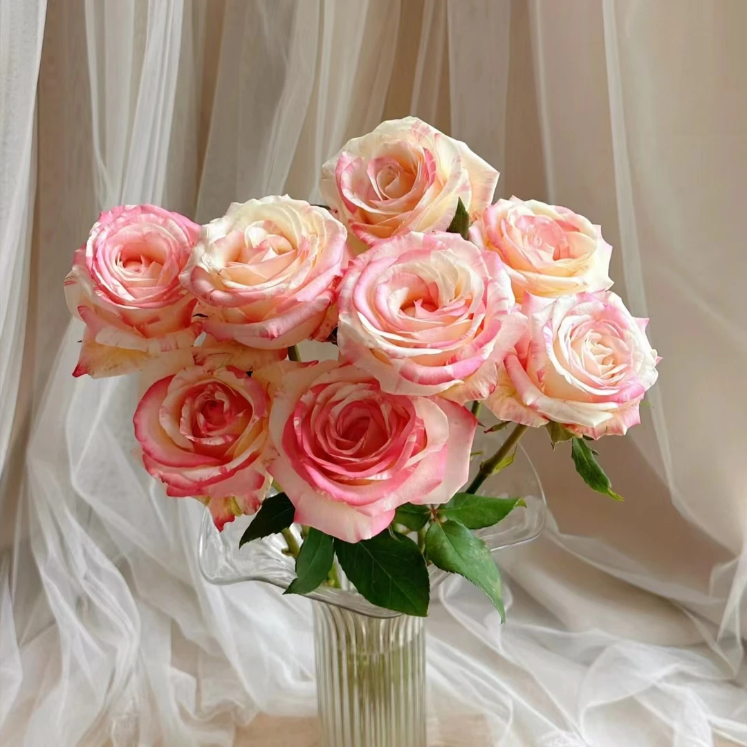 霓裳玫瑰10支 包邮【1单中通 2单顺丰京东】云南鲜花