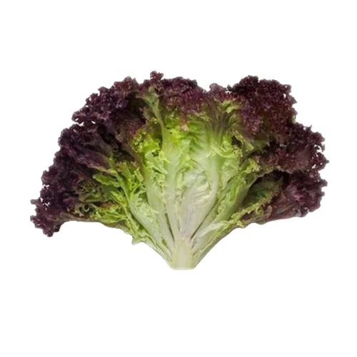紫叶生菜 约250g绿色蔬菜
