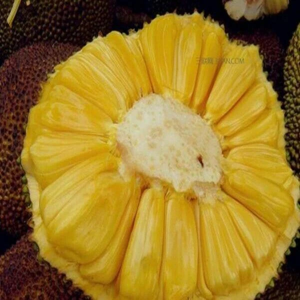 菠萝蜜1盒400g