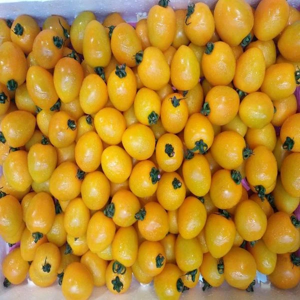 千禧黄果1500g(1盒）千禧圣女果四川省