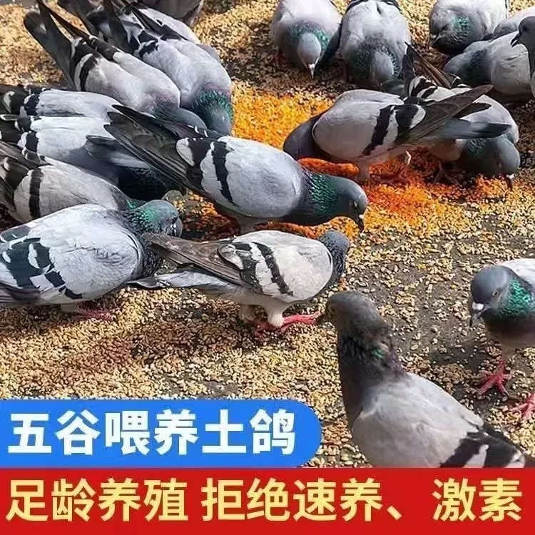 【新店福利坏单包赔】新鲜现宰农村杂粮喂养乳鸽散养营养老鸽子顺丰
