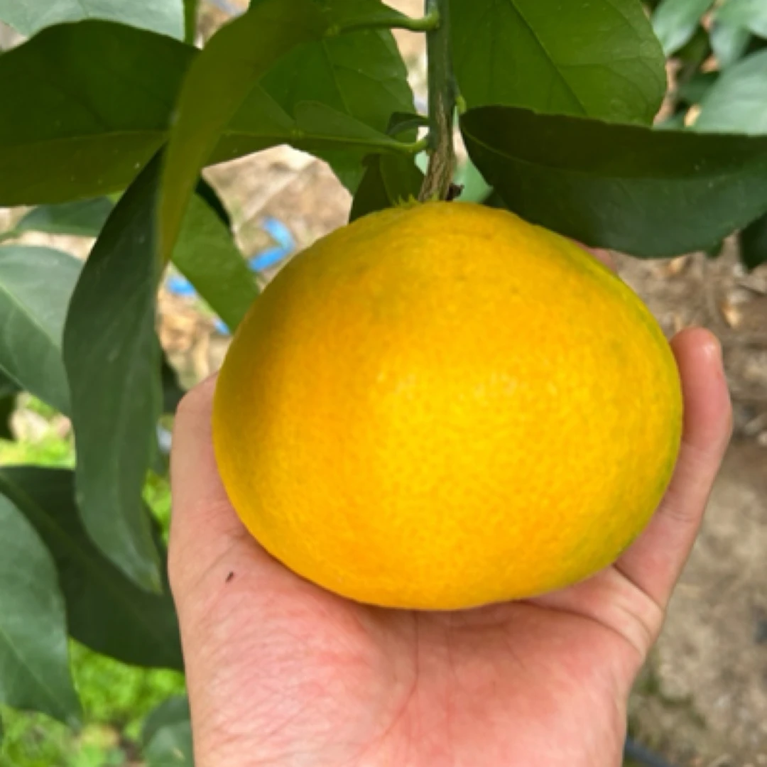 爱媛62号一年裸根苗带泥浆发货品种保真根系发达