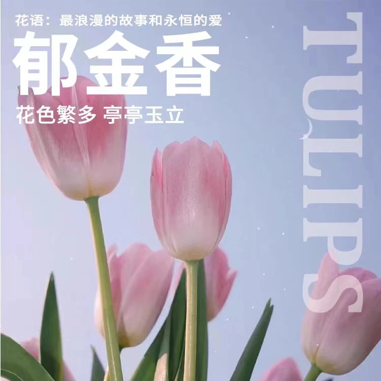 郁金香切花 荷兰花海基地直播