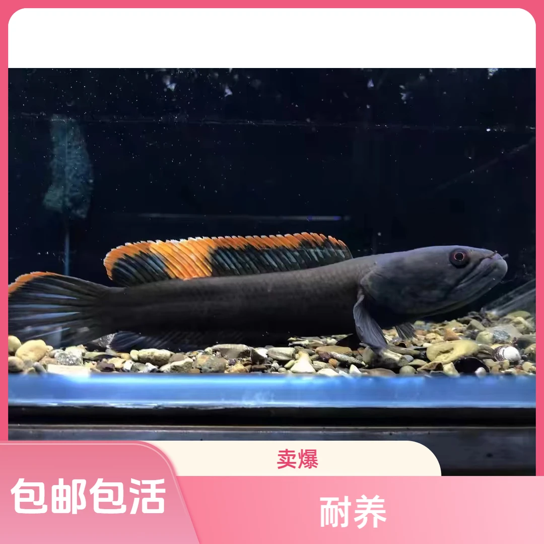 【补查价】观赏鱼活体雷龙冷水鱼野生南醴耐养淡水鱼彩虹凶猛雷龙鱼