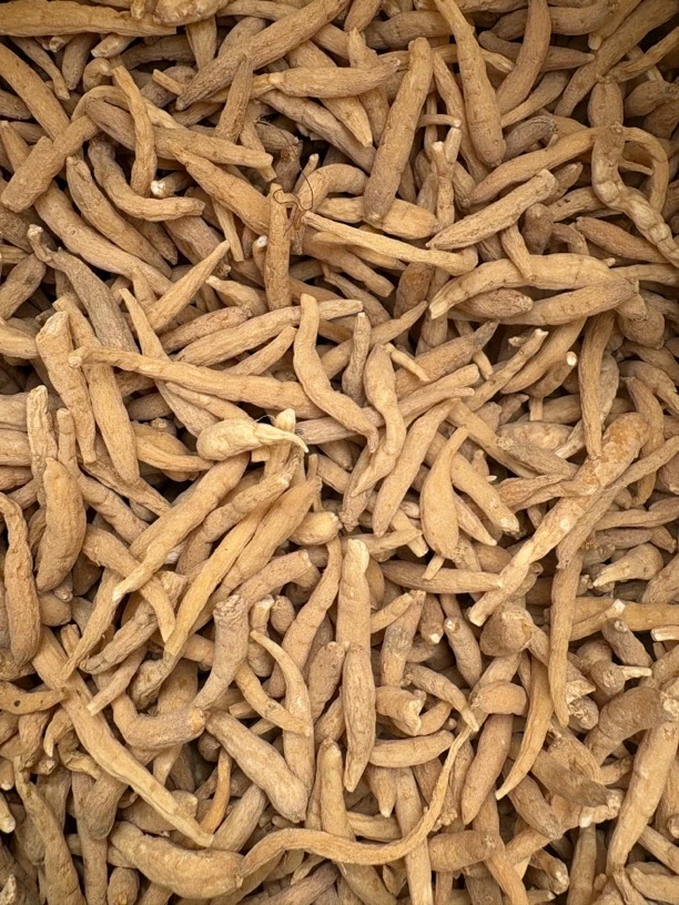 高原太子参 煲汤 炖鸡