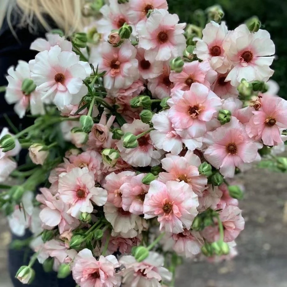 进口蝴蝶花毛茛盆栽 河里阿里花园庭院植物