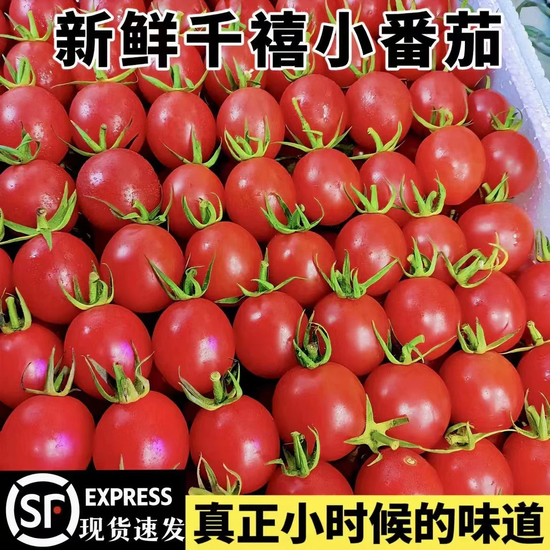 歆沣园山东千禧圣女果新鲜小番茄现摘现发应季小柿子水果3斤顺丰
