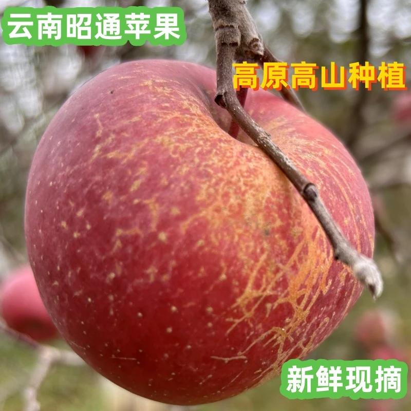 正宗云南昭通丑苹果冰糖心苹果新鲜应季水果纯天然高原红富士苹果