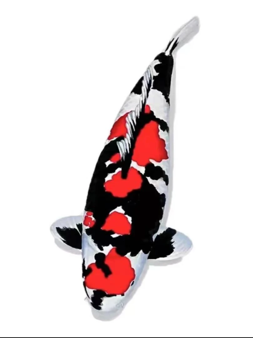 5号链接-锦鲤观赏鱼活体观赏鱼（包邮）