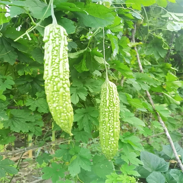 长白山爱姐长白山爱姐农家肥苦瓜净重1500g[顺丰包邮】