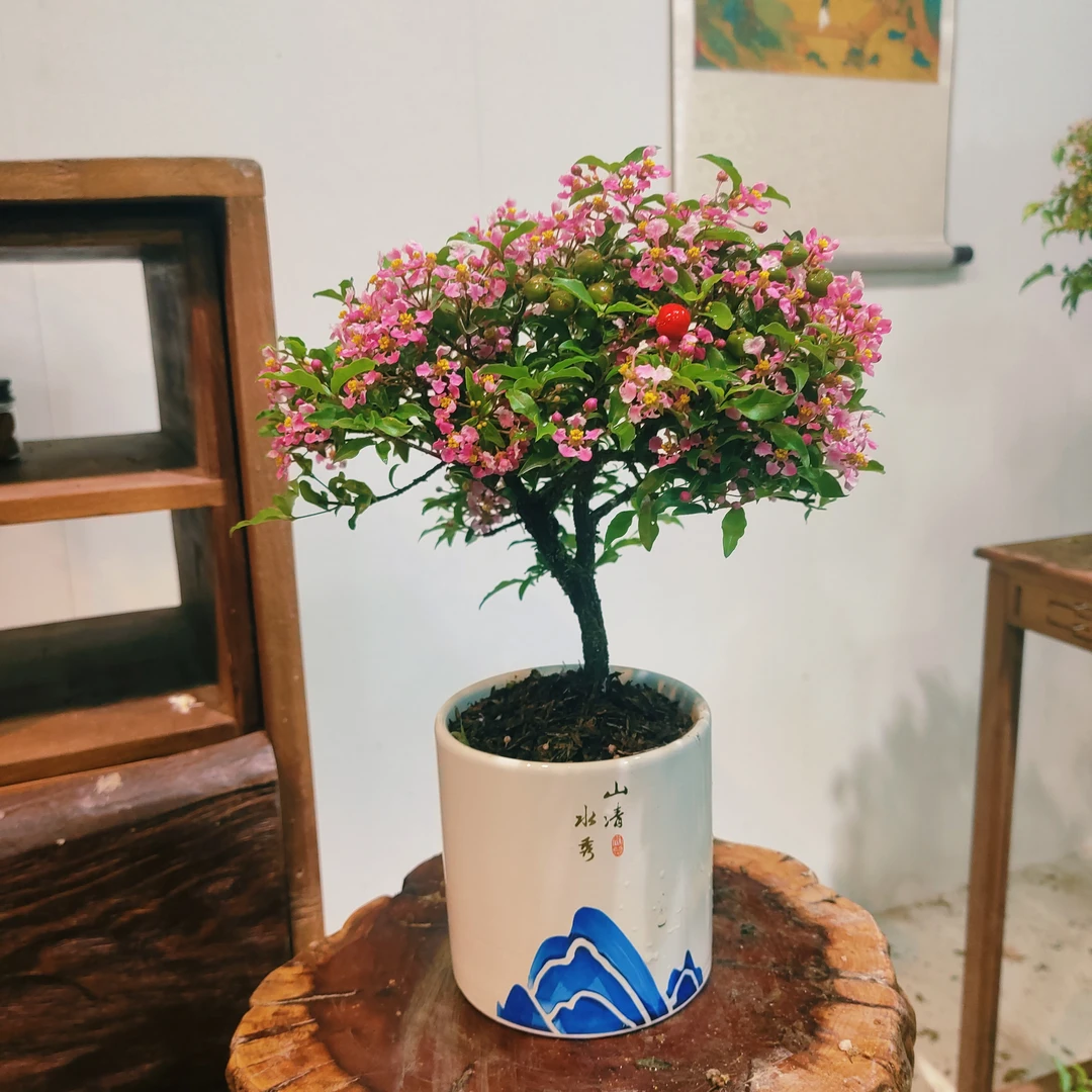 樱花盆景好养易活花卉室内客厅桌面植物阳台绿植办公室开花香盆栽
