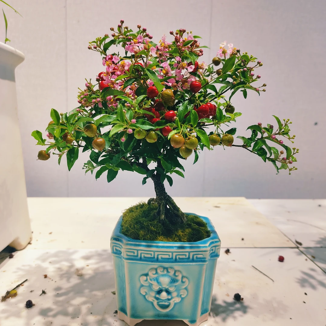 舟-台湾李氏樱花盆景好养易活花卉客厅桌面植物室内茶几书房绿植