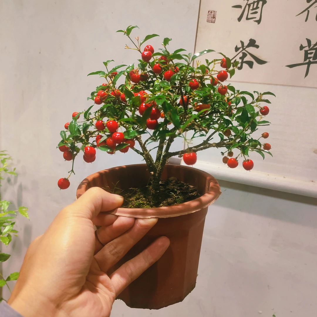 姬樱花盆景好养易活花卉客厅桌面植物室内茶几书房绿植办公室盆栽
