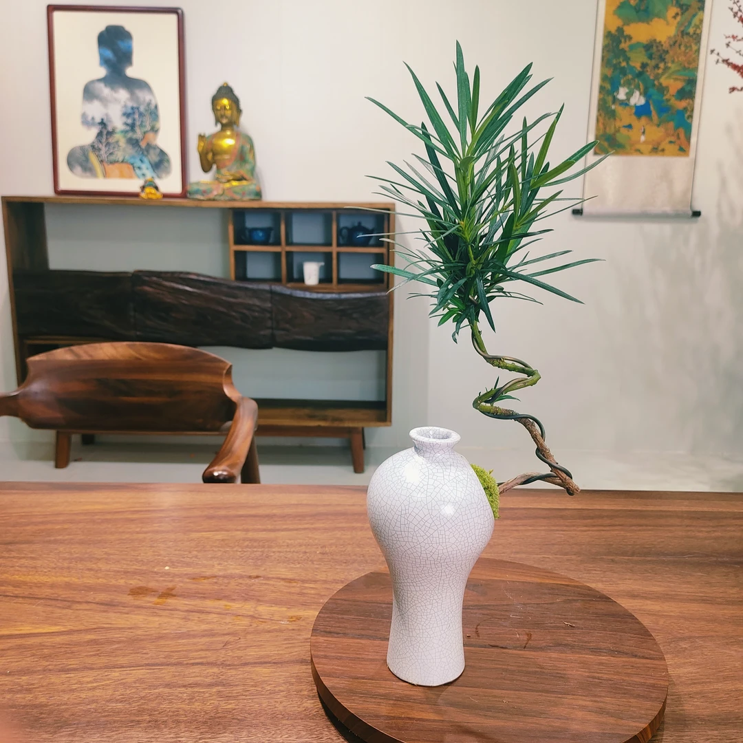 罗汉松盆景好养易活花卉客厅室内植物茶几书房办公室桌面绿植盆栽