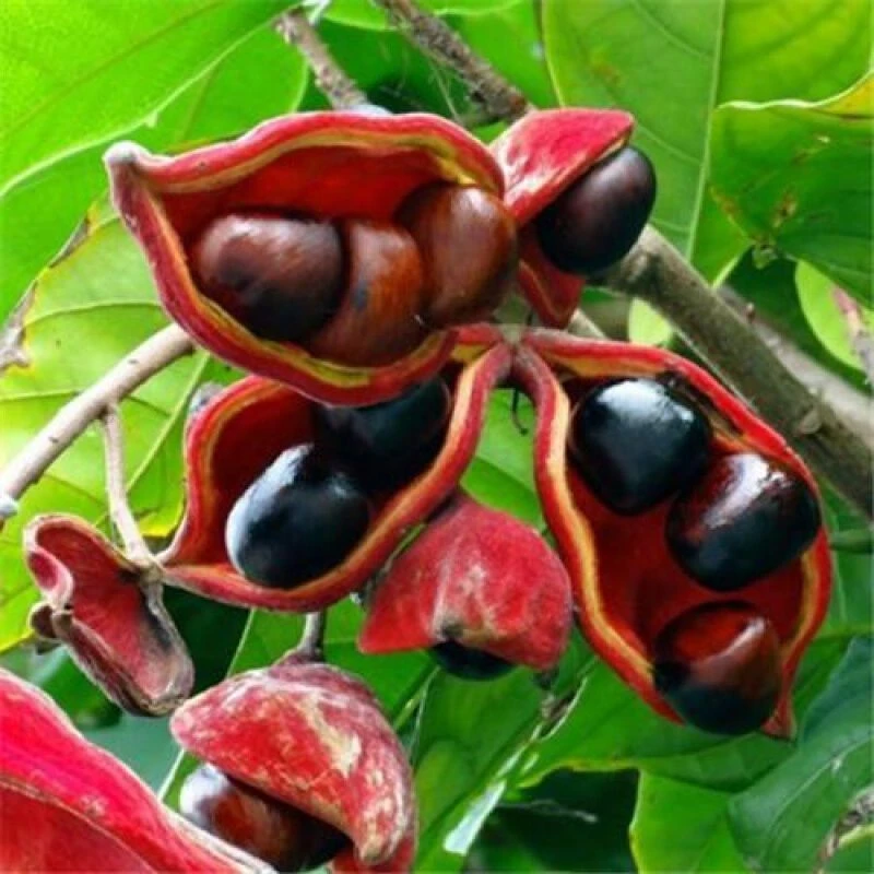 凤眼果树苹婆树果树当年开花结果常绿多年生南方盆栽地栽庭院种植