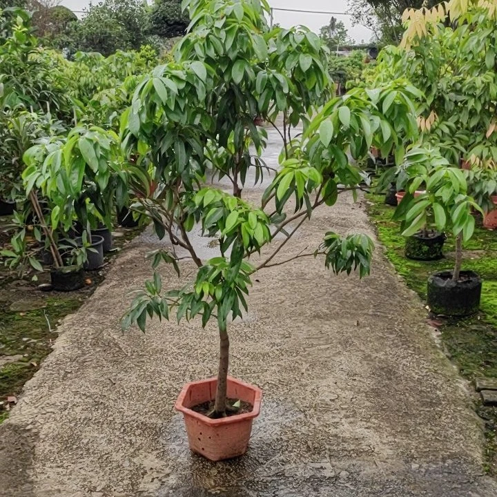 冰荔荔枝树荔枝树嫁接树南方盆栽地栽庭院种植