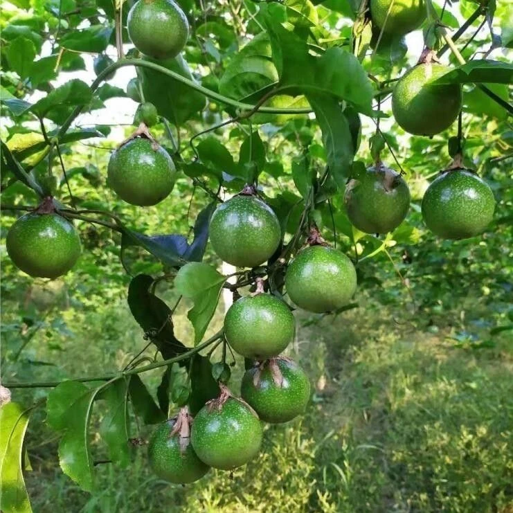 黄金百香果苗大果纯甜四季爬藤植物适合南方盆栽地栽庭院种植