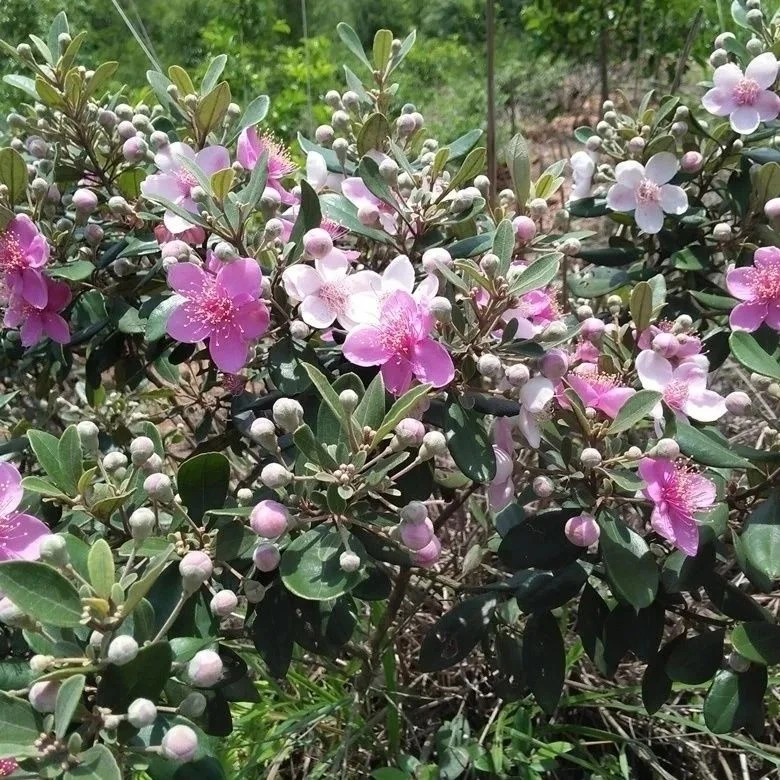 捻子树苗桃金娘树苗当年春季开花结果多年生南方盆栽地栽庭院种植