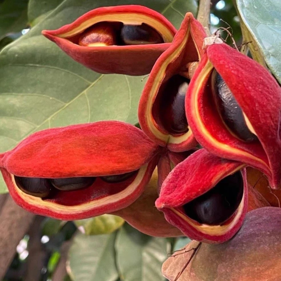凤眼果树苹婆树春季开花常绿多年生南方盆栽地栽庭院种植果苗